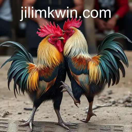 Cockfighting: The Controversial Tradition of JILIMK